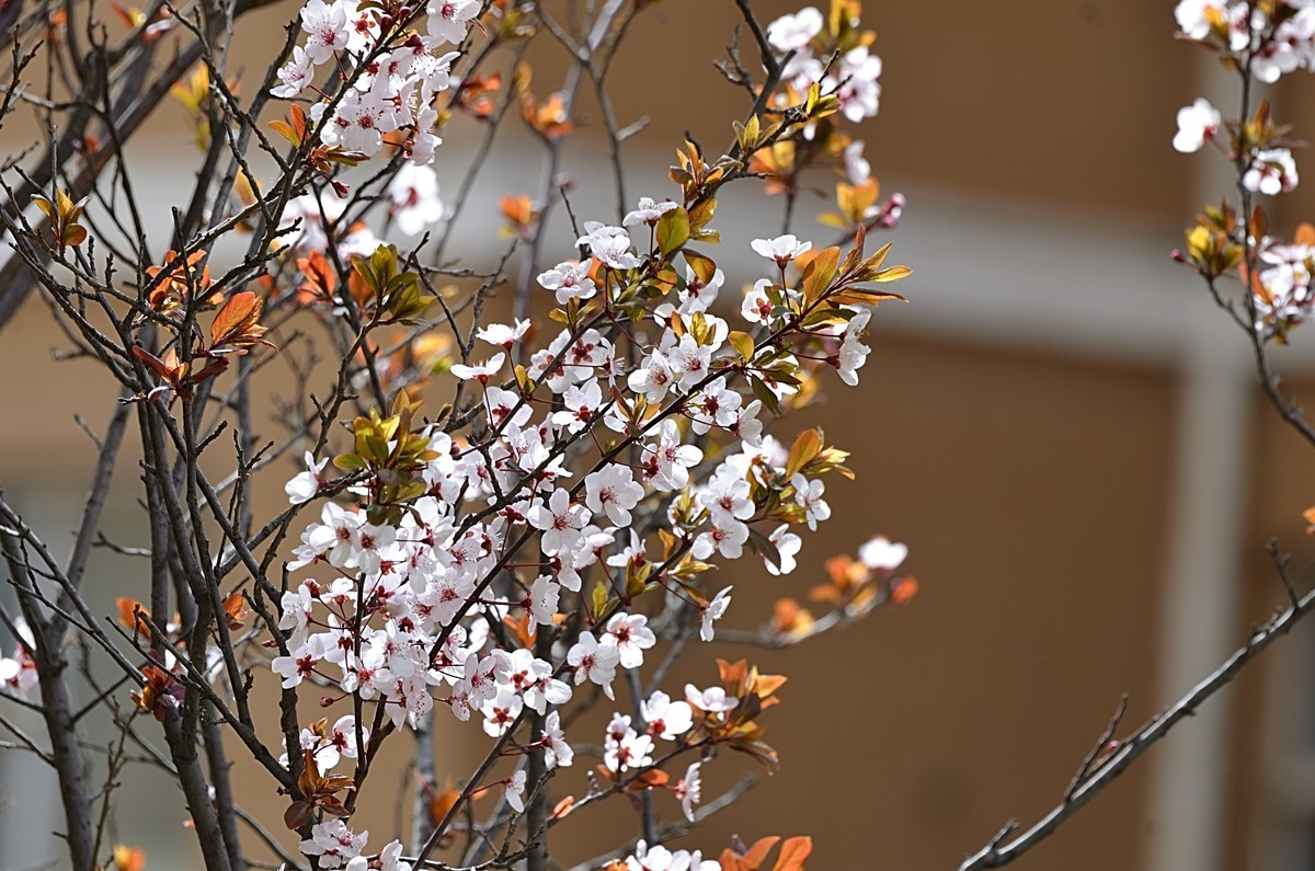 2025紫叶李（2）