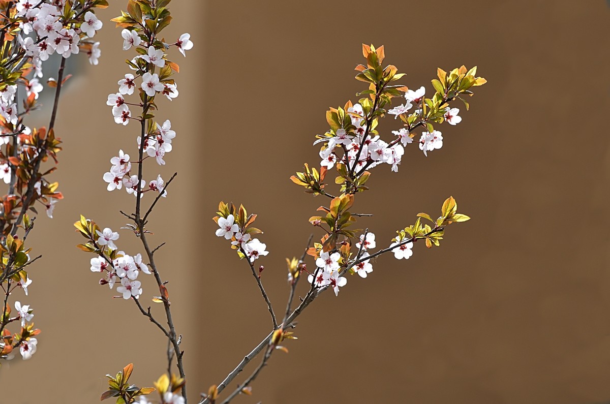 2025紫叶李（2）