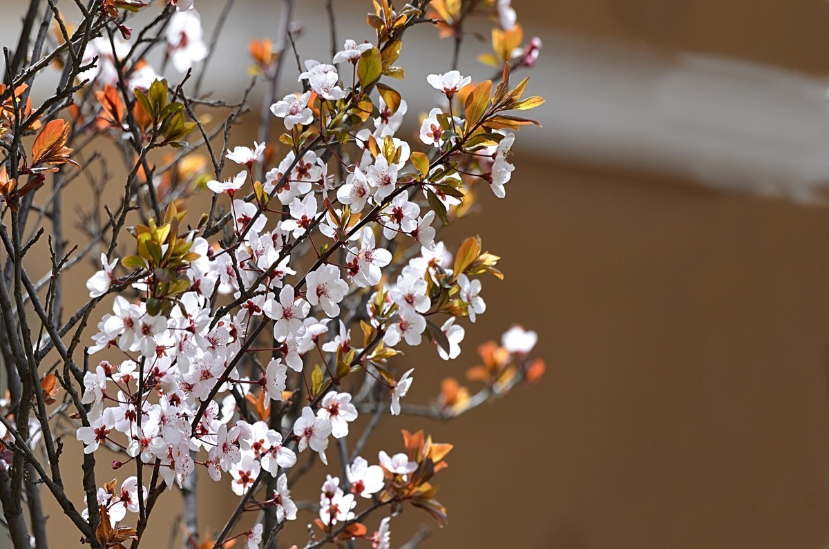 2025紫叶李（2）