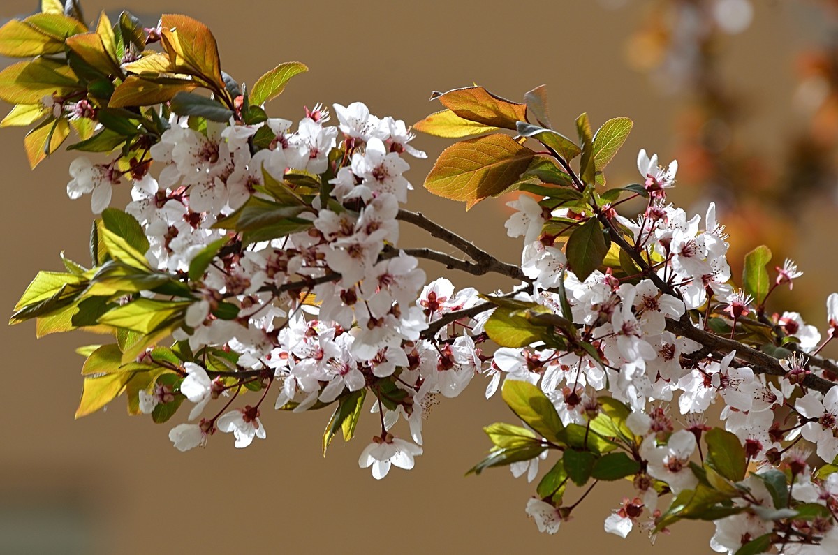 2025紫叶李（2）