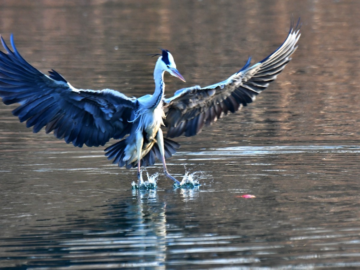 【视觉光影】明 湖 苍 鹭 （18）