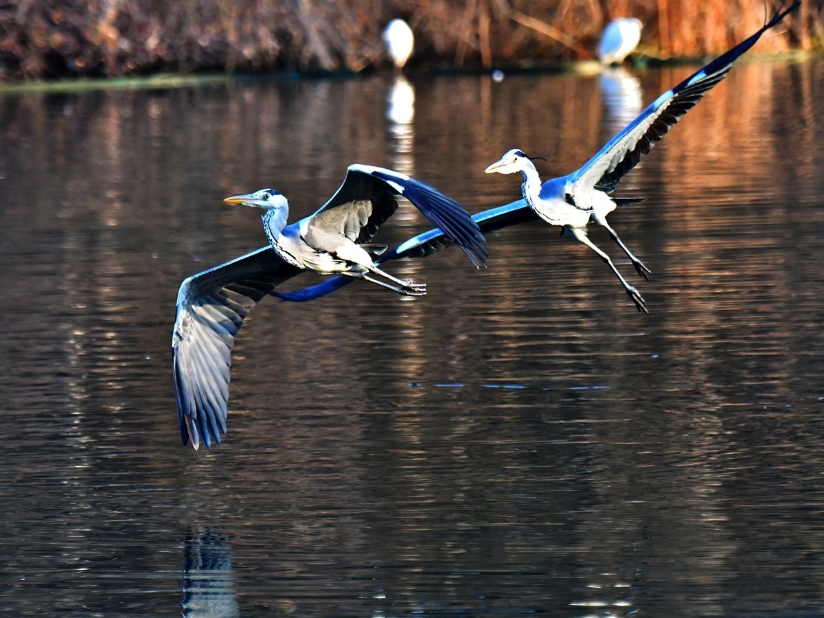 【视觉光影】明 湖 苍 鹭 （18）