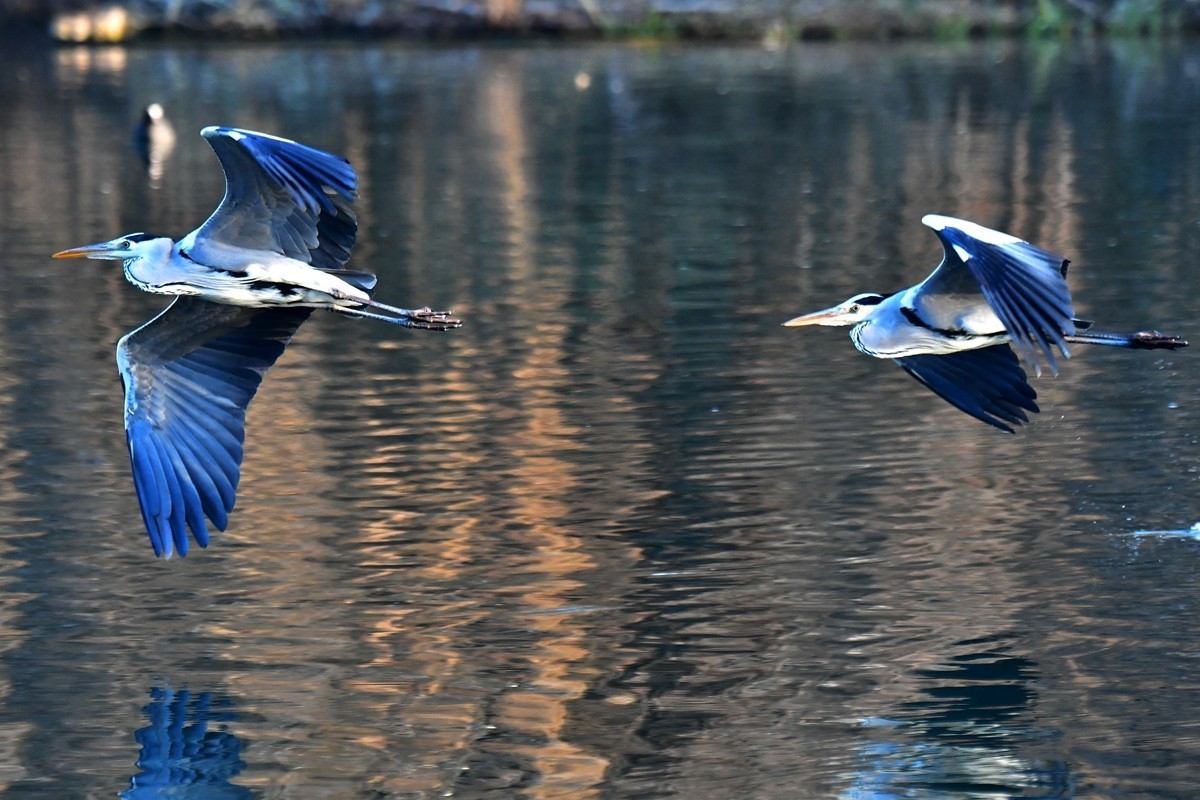 【视觉光影】明 湖 苍 鹭 （18）