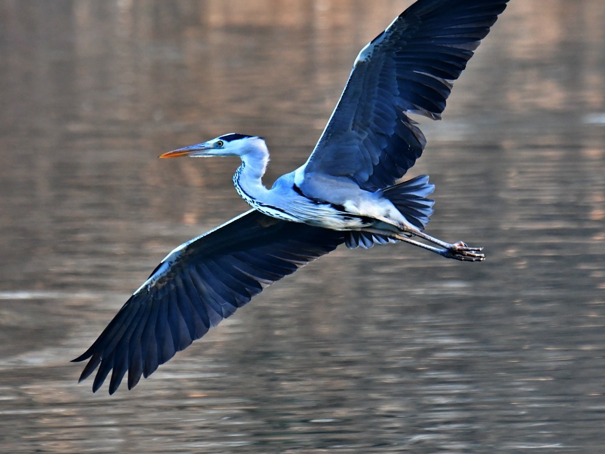 【视觉光影】明 湖 苍 鹭 （18）