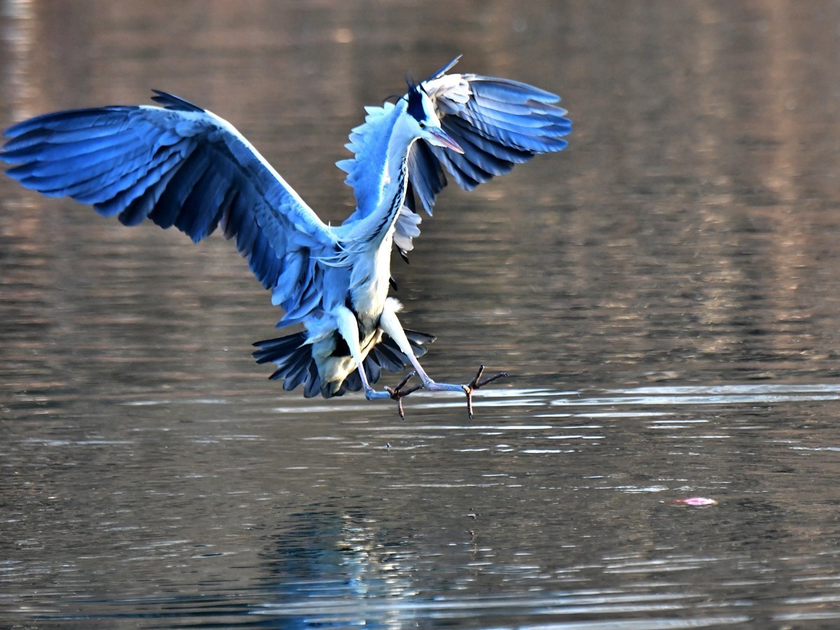 【视觉光影】明 湖 苍 鹭 （18）