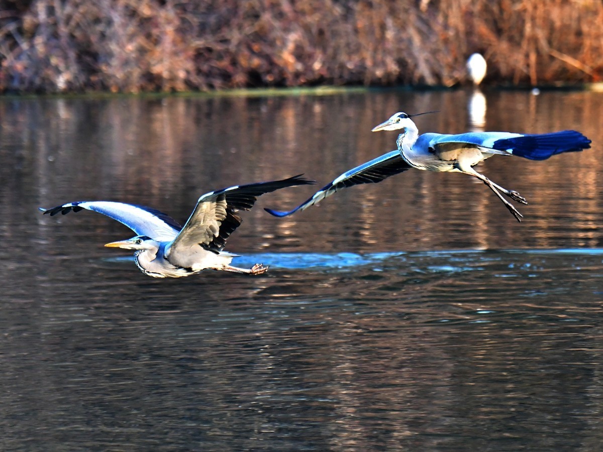 【视觉光影】明 湖 苍 鹭 （18）