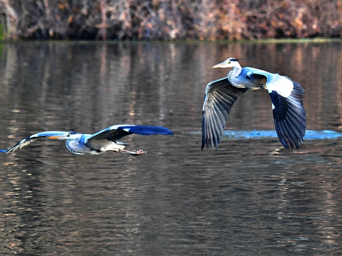 【视觉光影】明 湖 苍 鹭 （18）