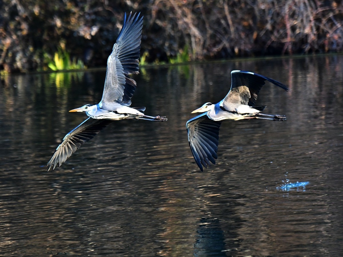 【视觉光影】明 湖 苍 鹭 （18）