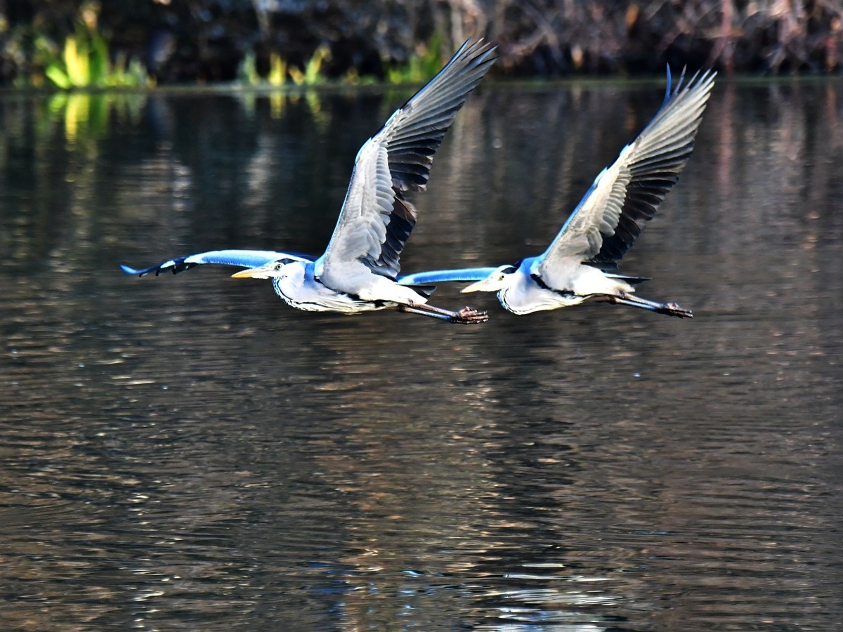 【视觉光影】明 湖 苍 鹭 （18）