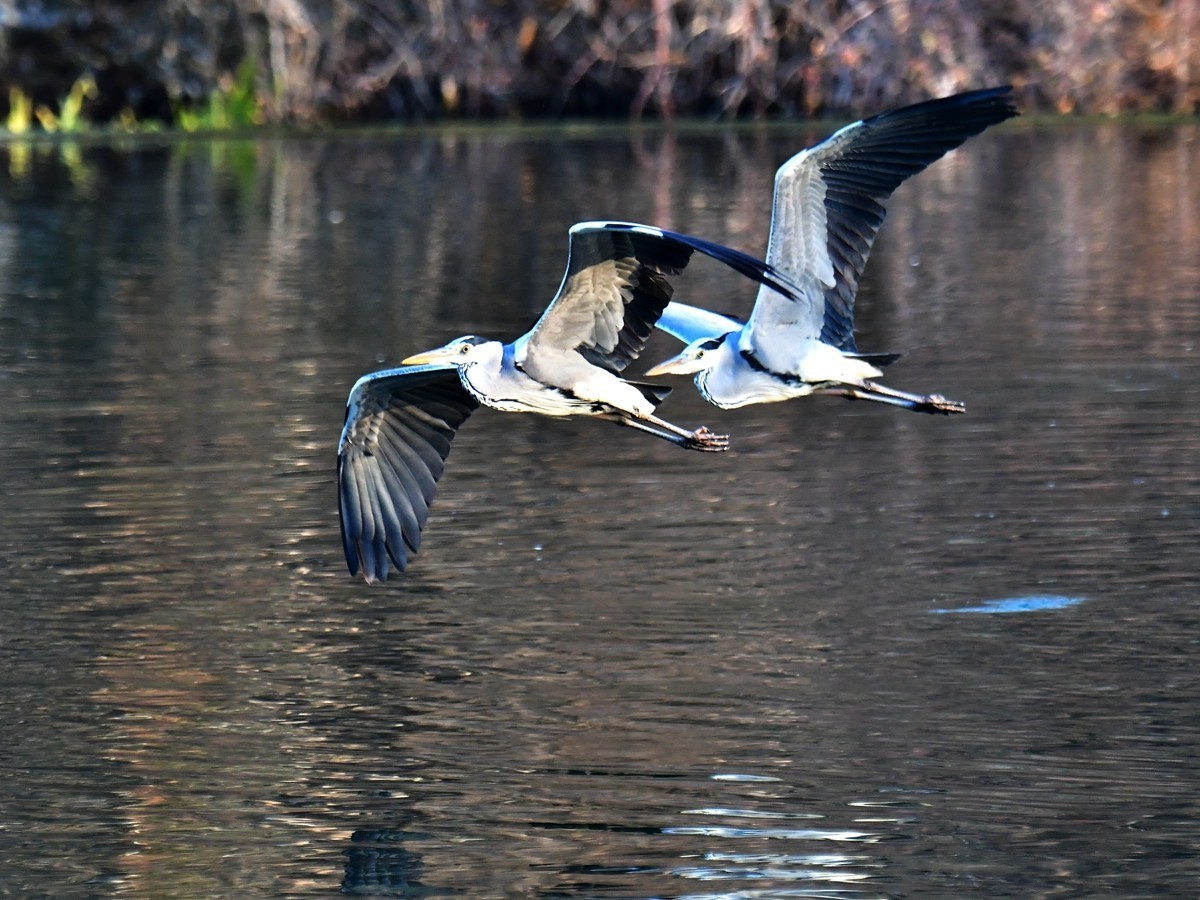 【视觉光影】明 湖 苍 鹭 （18）