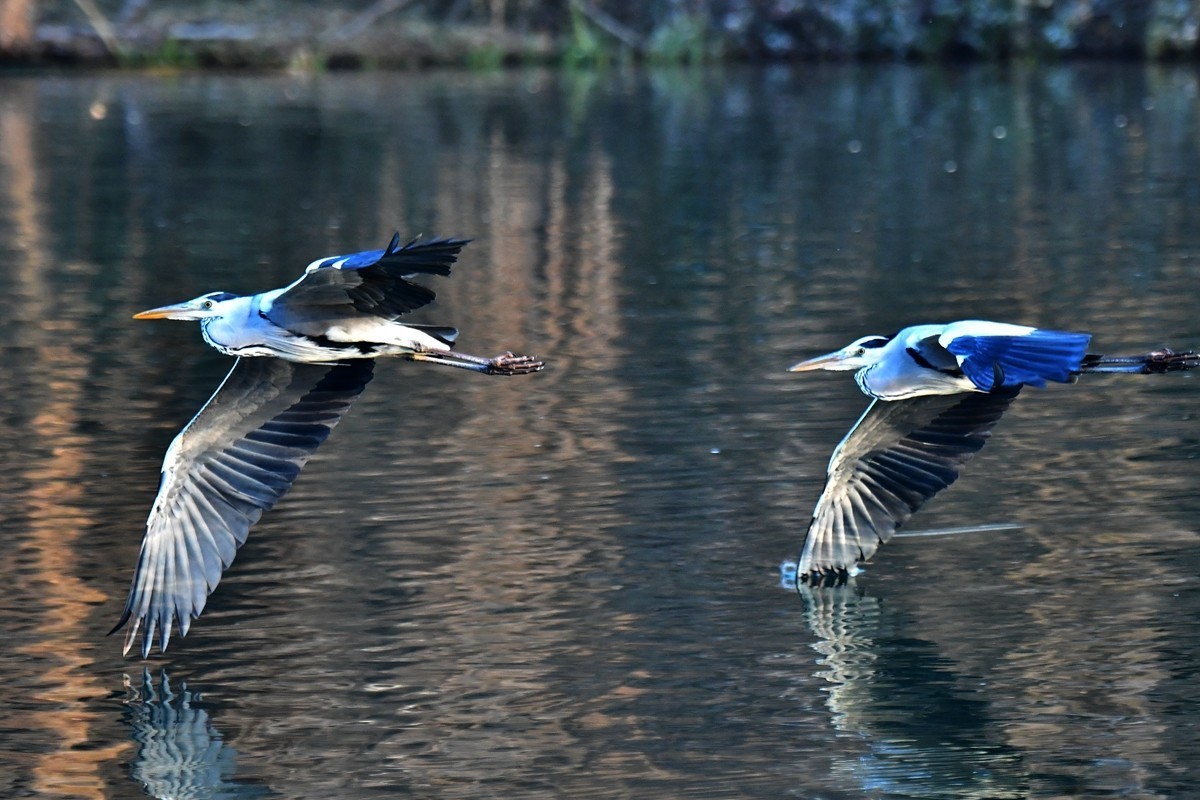 【视觉光影】明 湖 苍 鹭 （18）