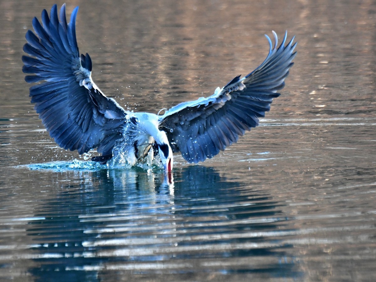 【视觉光影】明 湖 苍 鹭 （18）