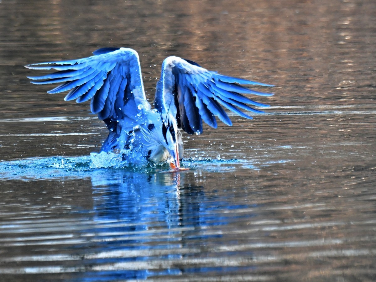 【视觉光影】明 湖 苍 鹭 （18）