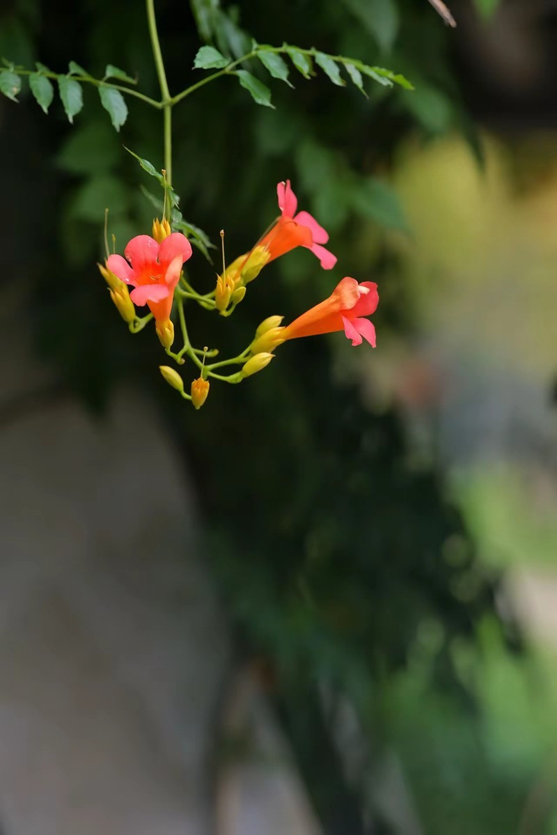 凌宵花