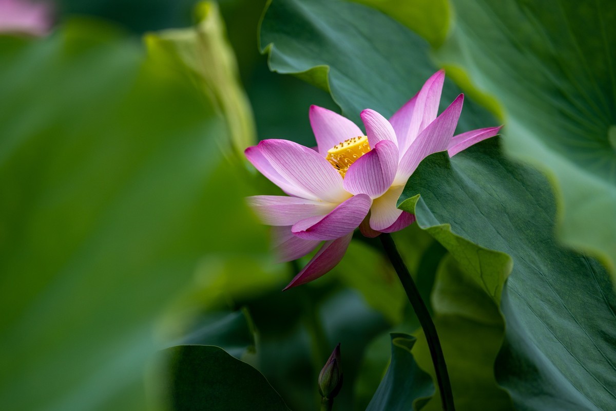 荷塘悦色（1）