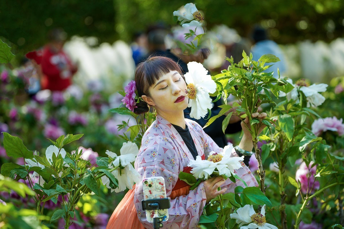 牡丹花开（六）