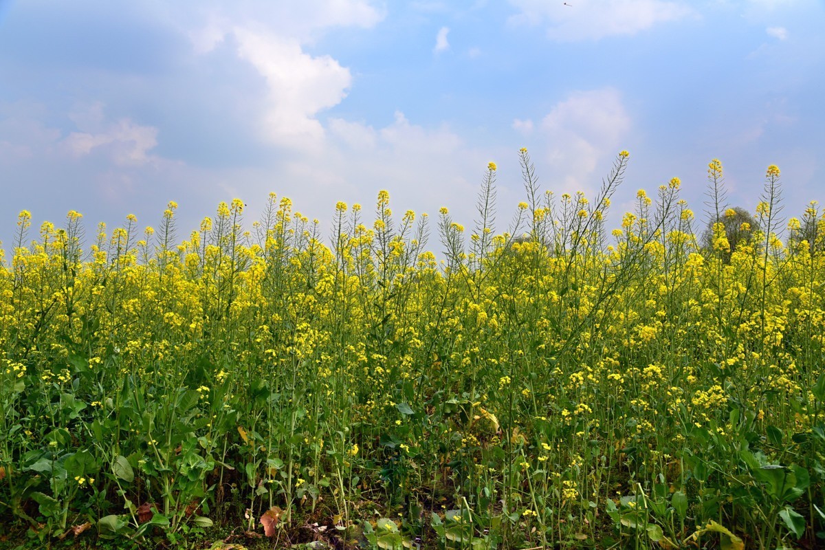 春回大地  油菜花开（三）