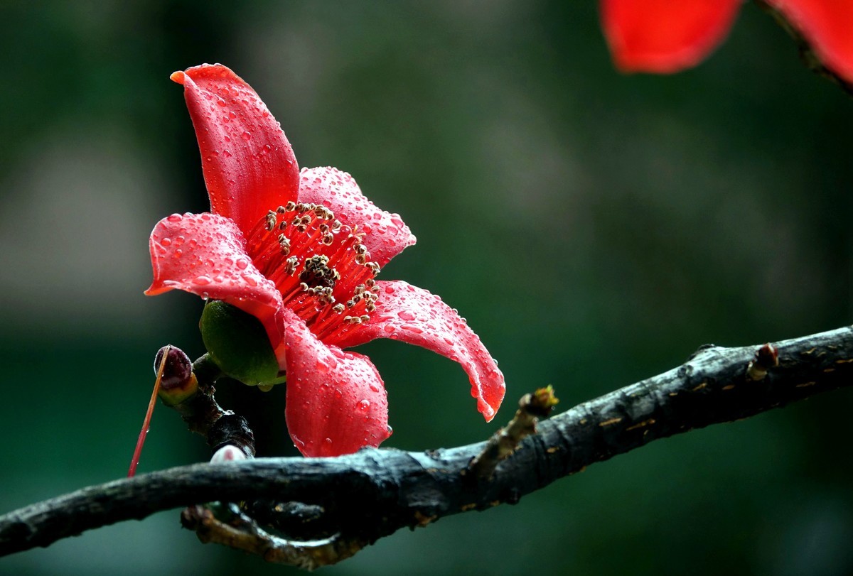 雨后的红棉