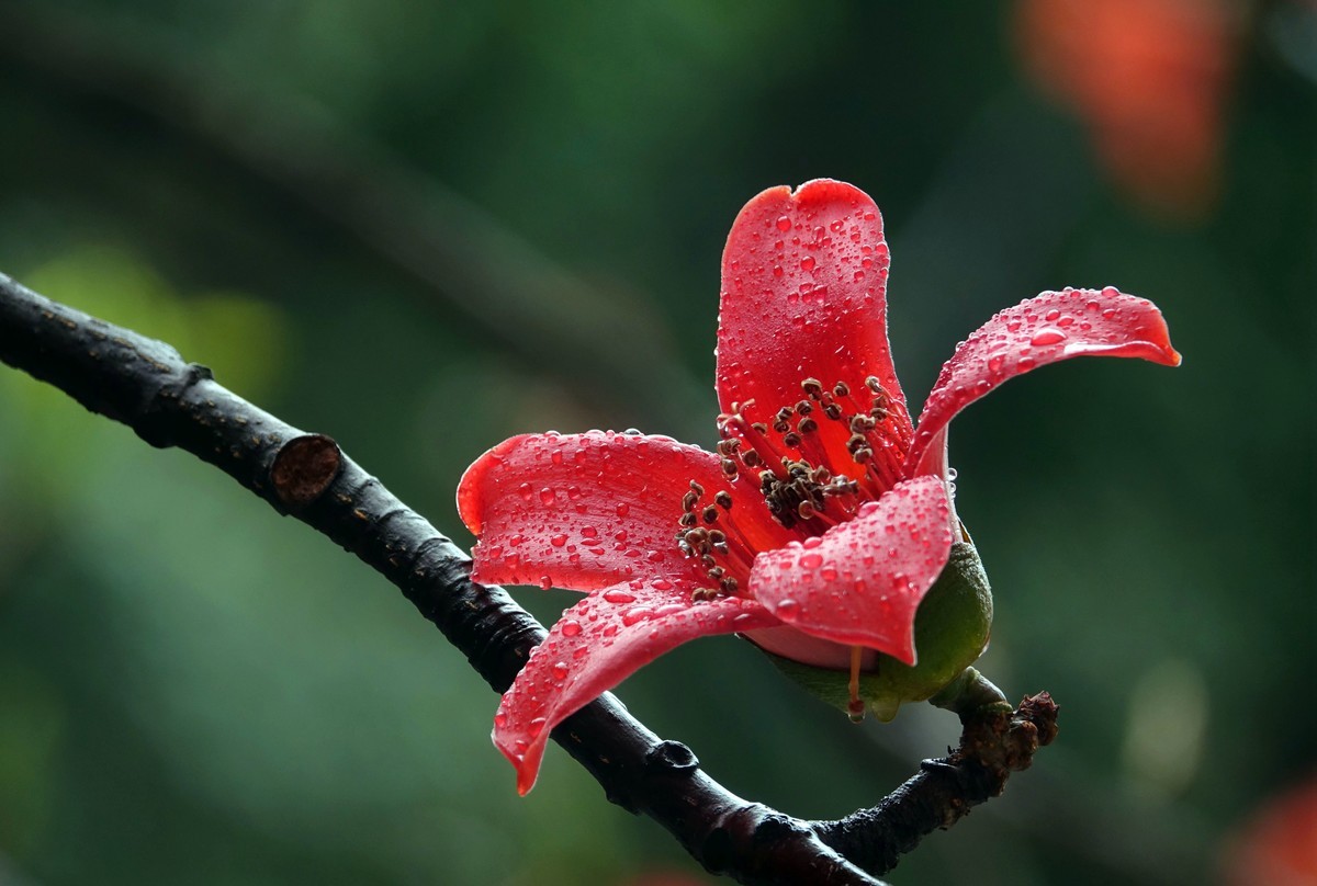 雨后的红棉