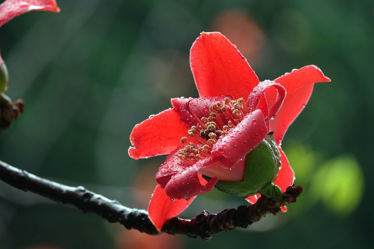 雨后的红棉