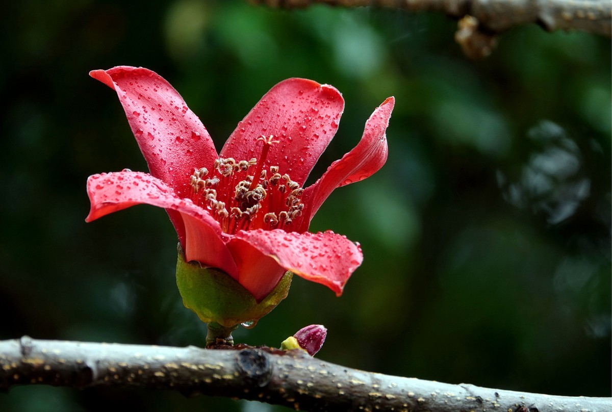 雨后的红棉