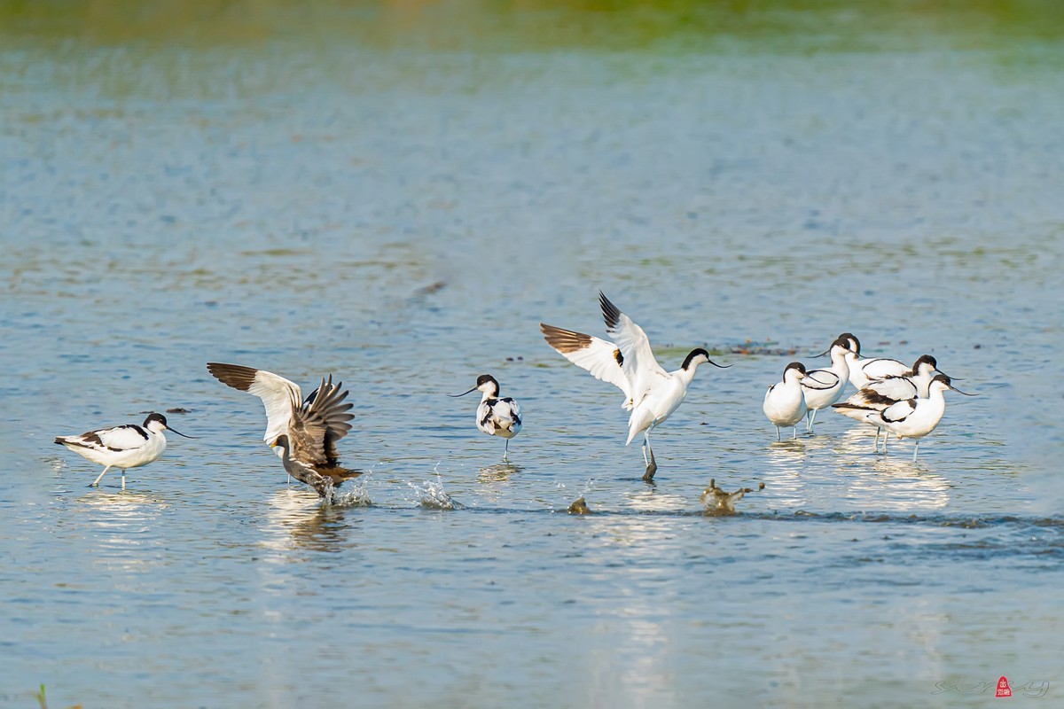 西大圩拍反嘴鹬