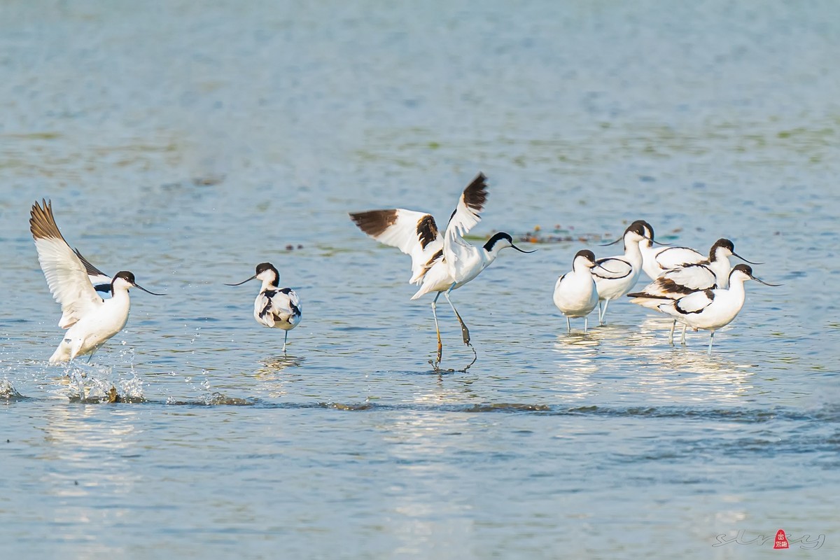 西大圩拍反嘴鹬