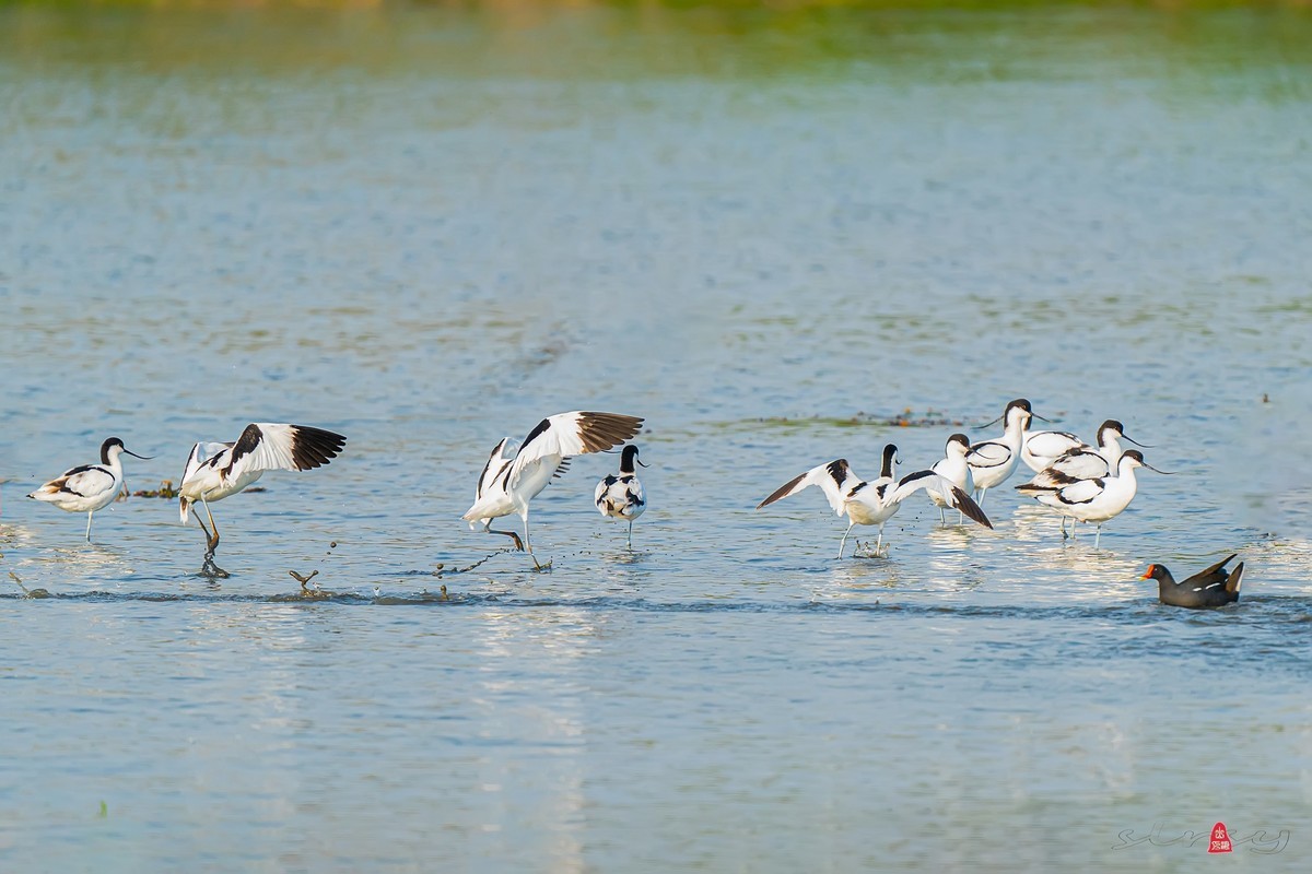 西大圩拍反嘴鹬