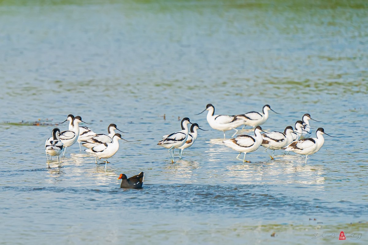 西大圩拍反嘴鹬