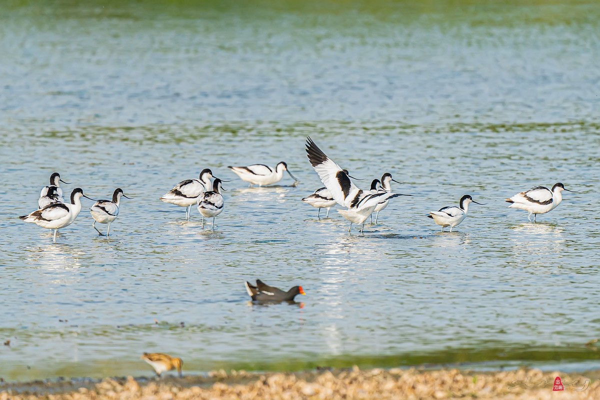 西大圩拍反嘴鹬