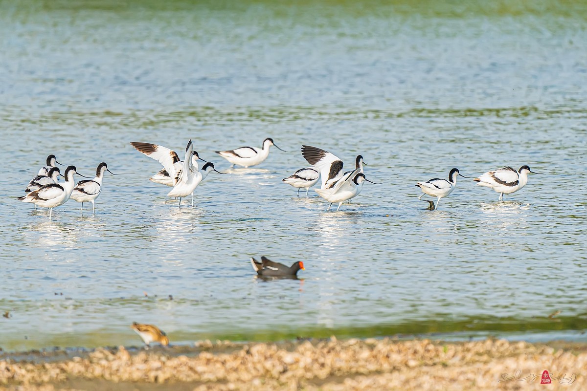西大圩拍反嘴鹬