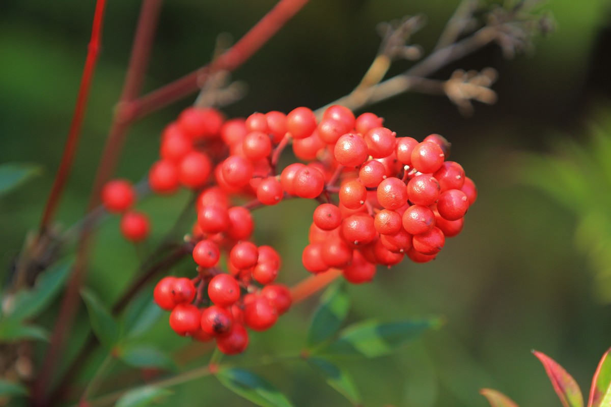 南天竹果子（1）