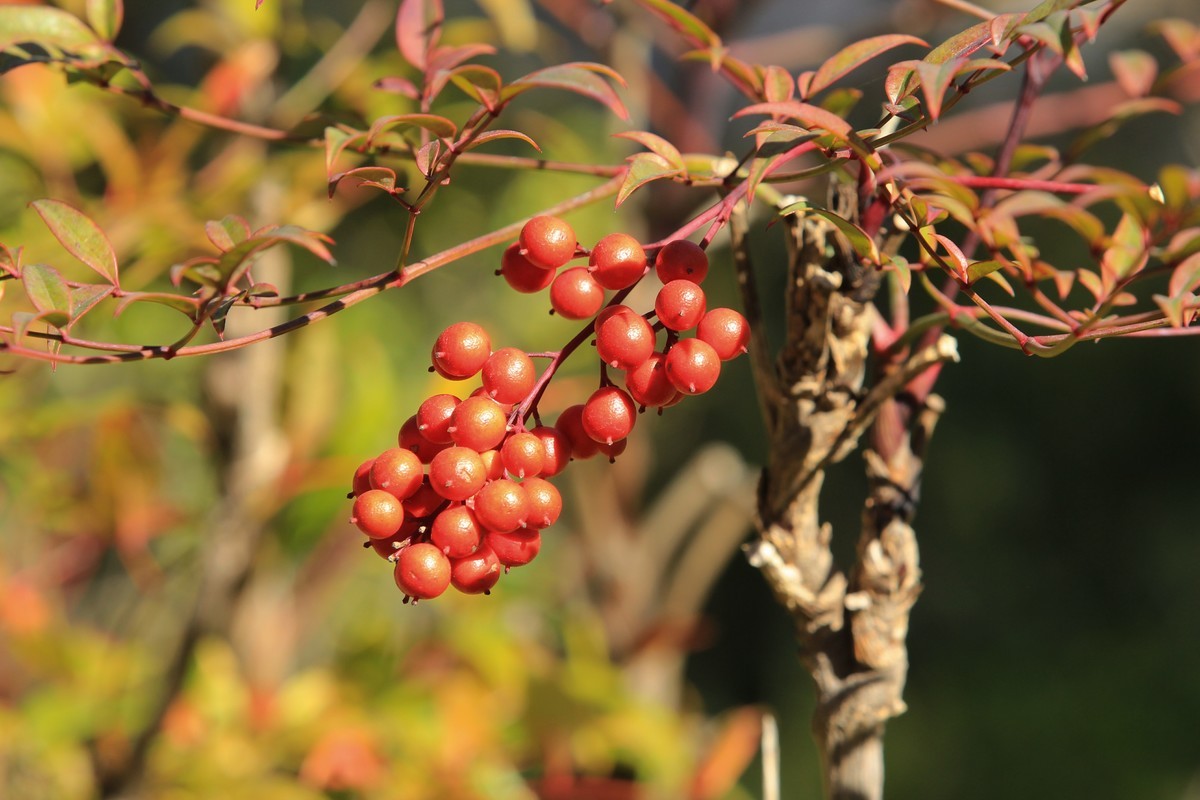 南天竹果子（1）