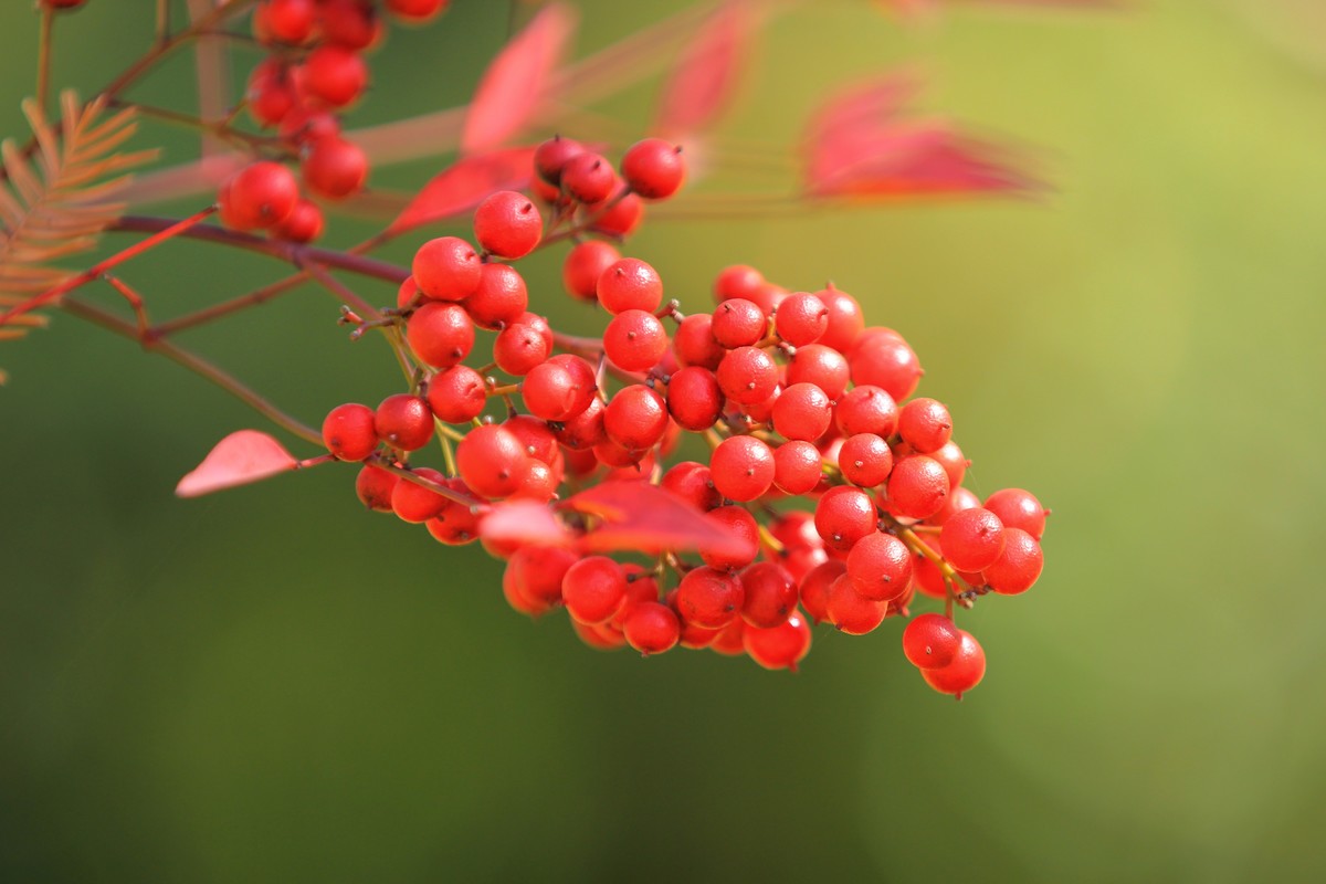 南天竹果子（1）