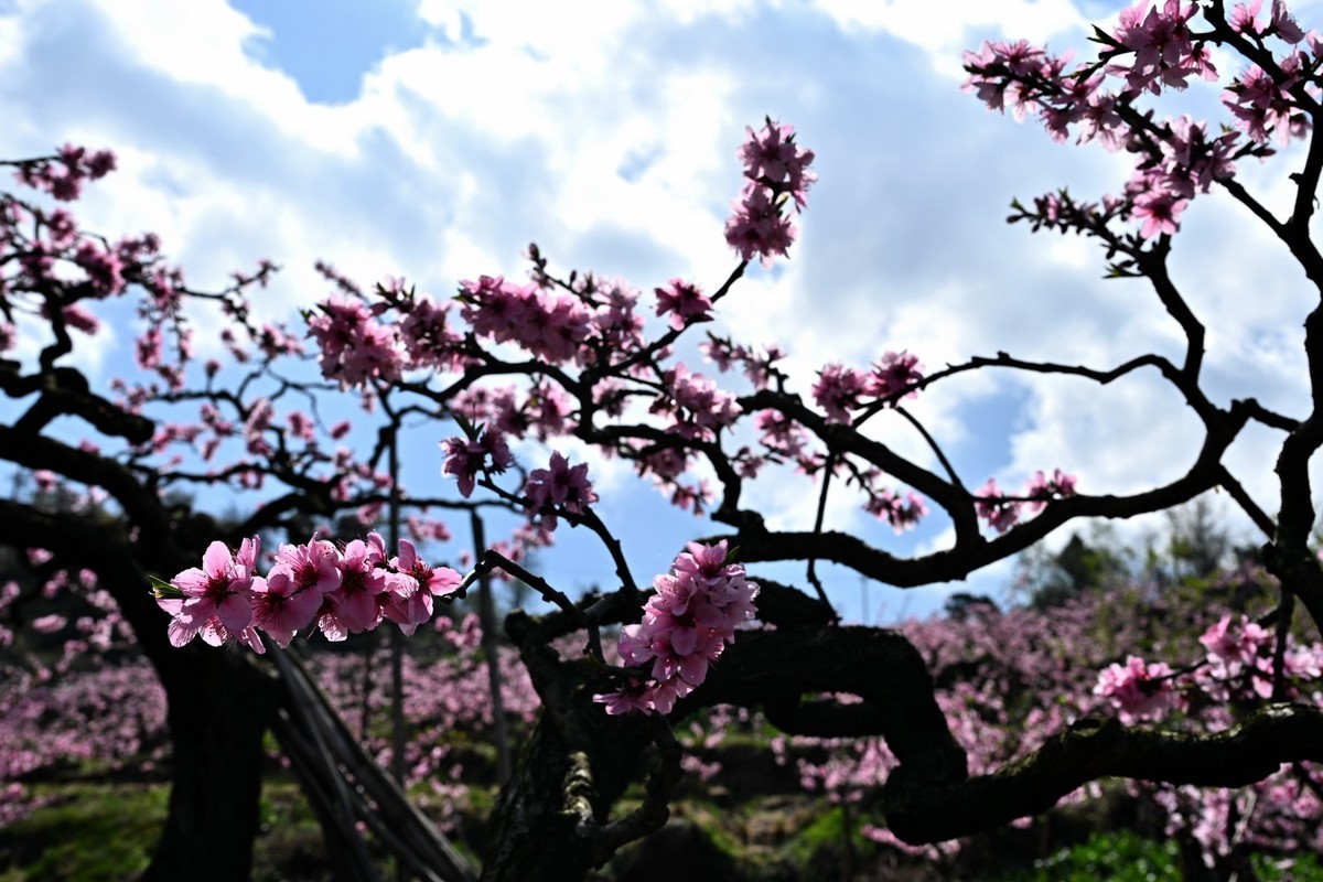 桃花朵朵俏争春