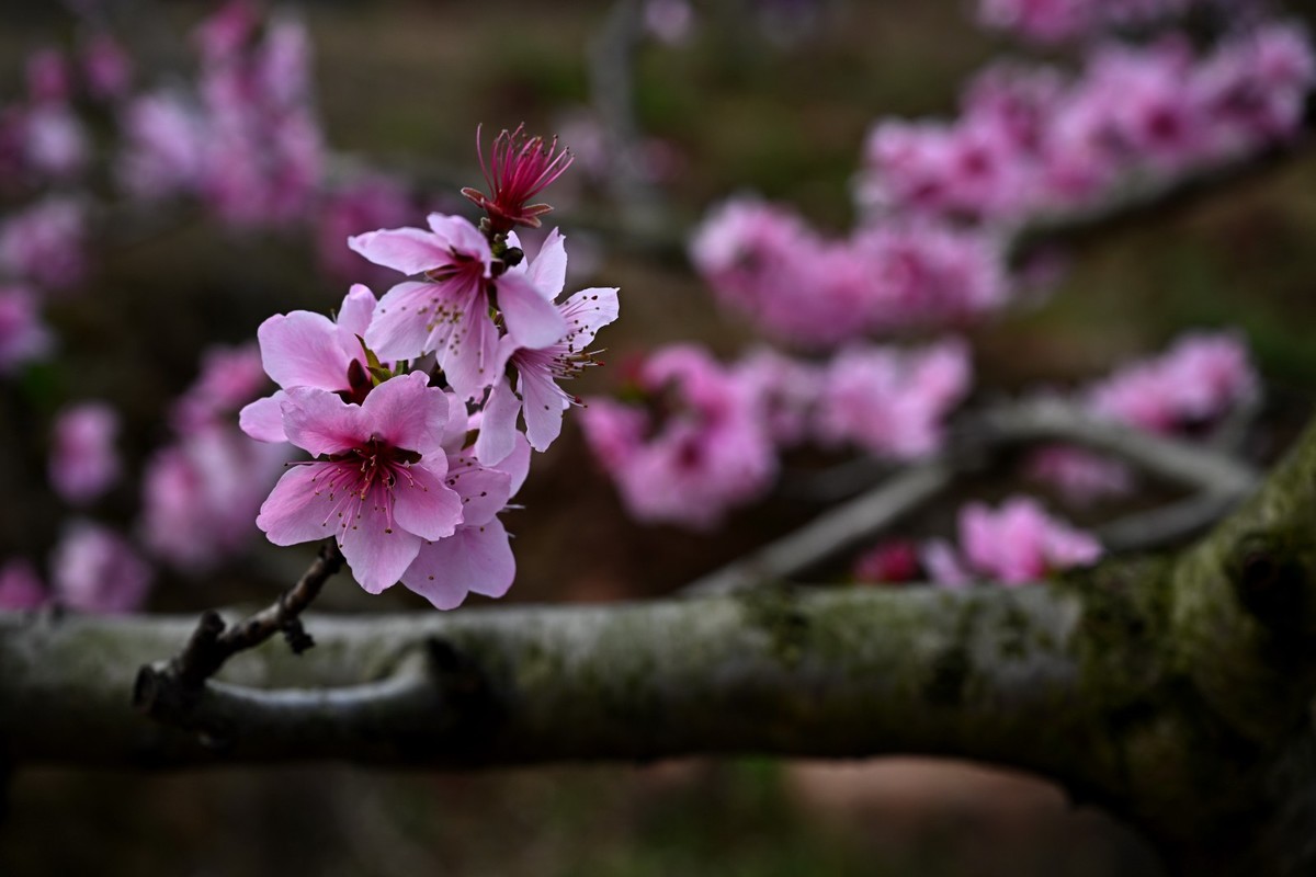 桃花朵朵俏争春