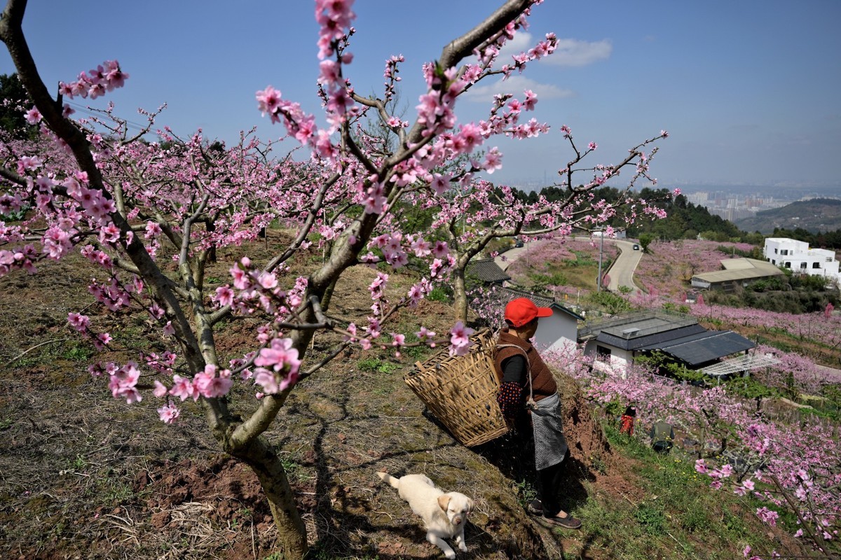 桃花朵朵俏争春