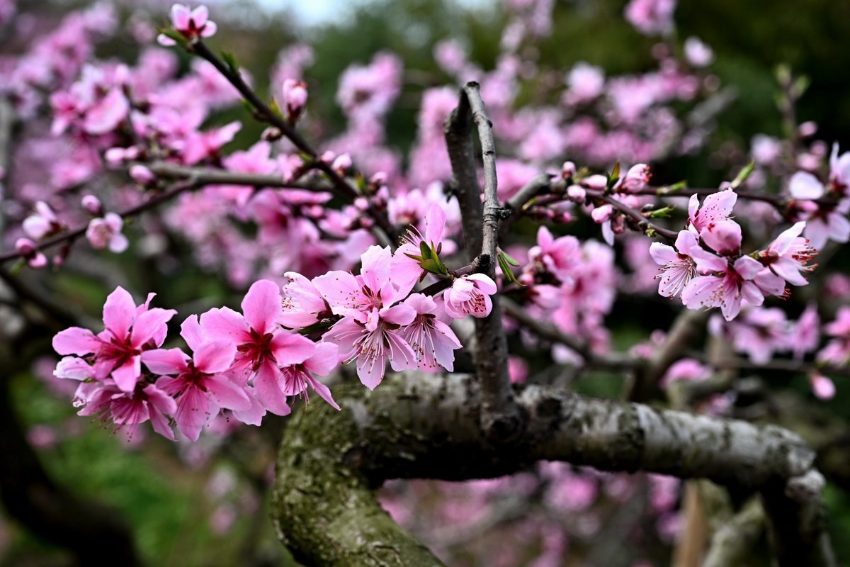 桃花朵朵俏争春