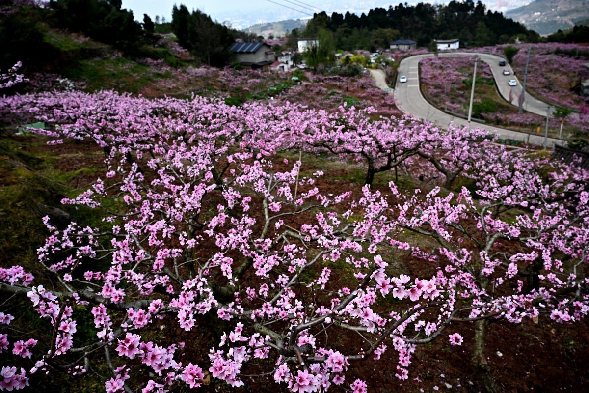 桃花朵朵俏争春