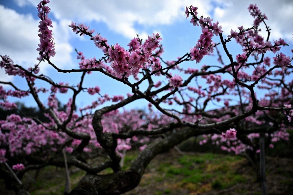 桃花朵朵俏争春