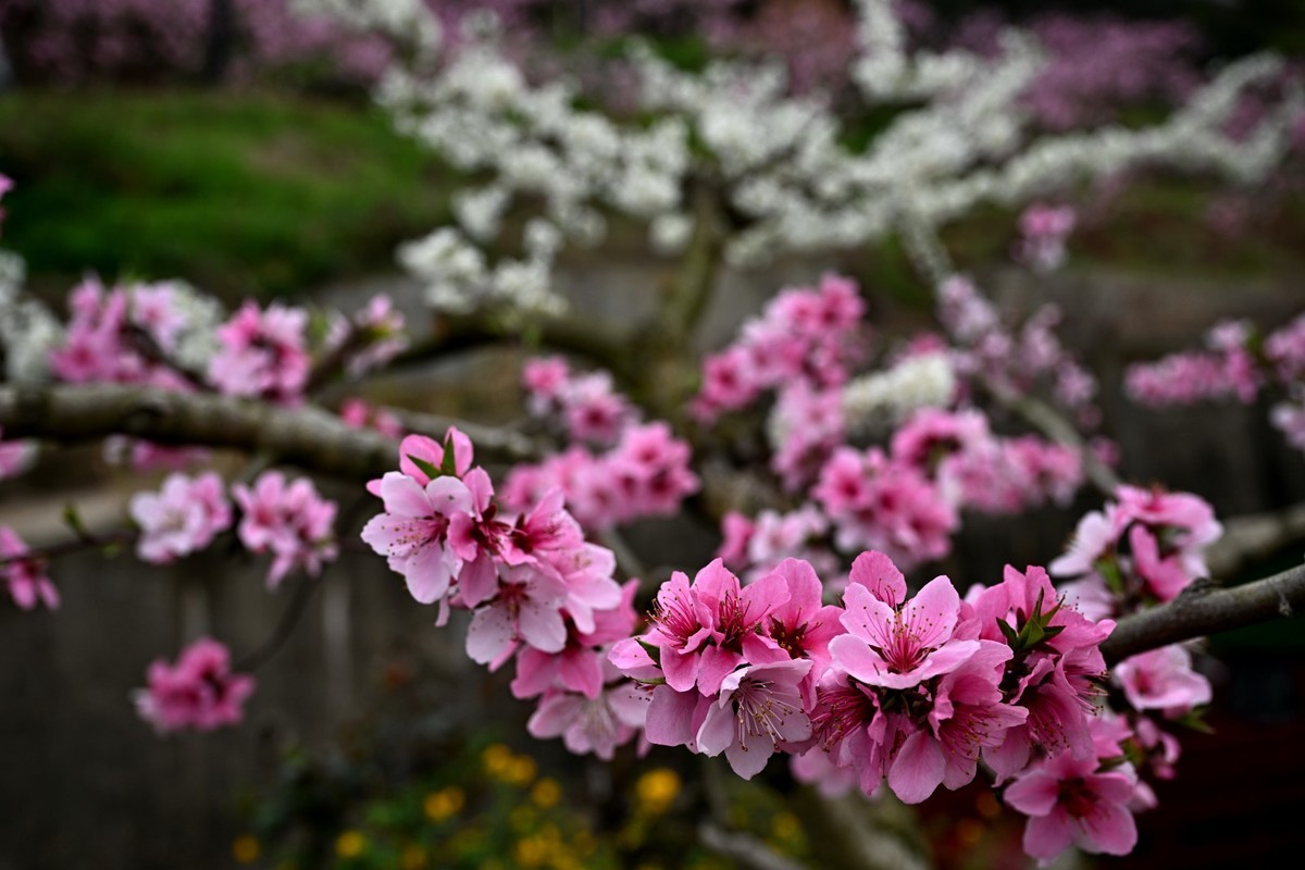 桃花朵朵俏争春