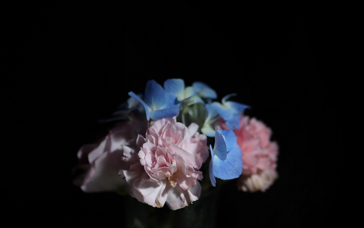 天气不好拍拍插花