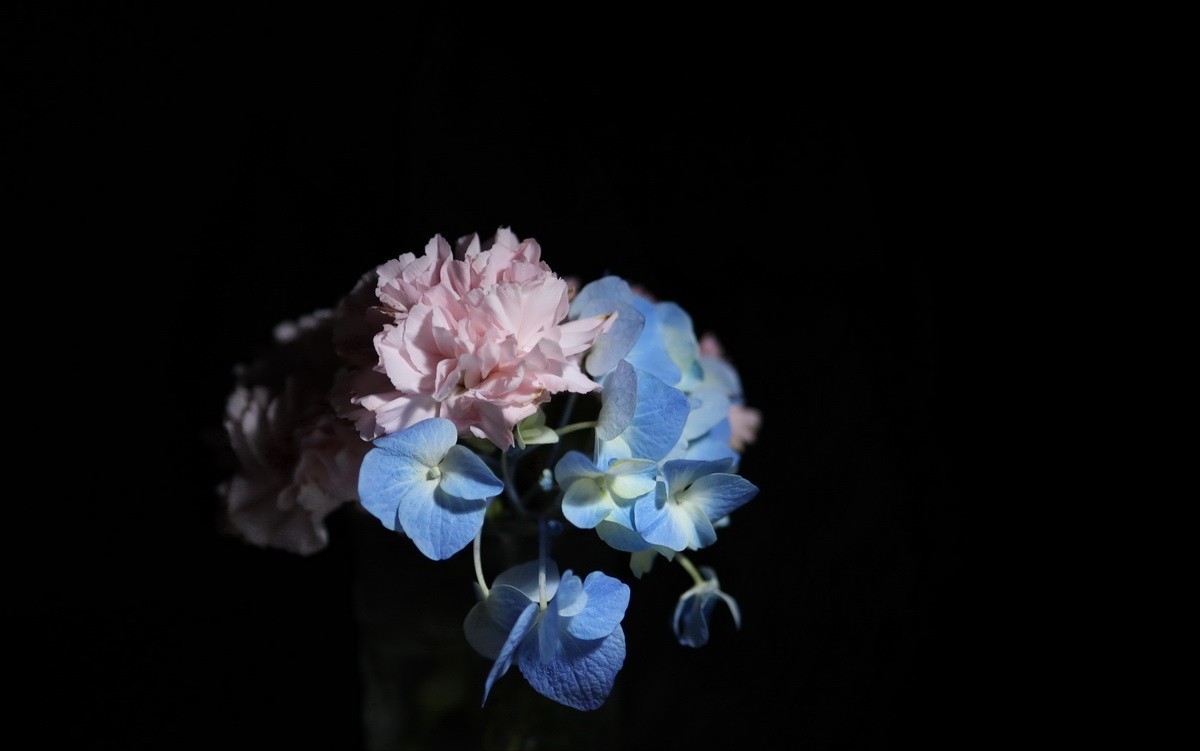 天气不好拍拍插花