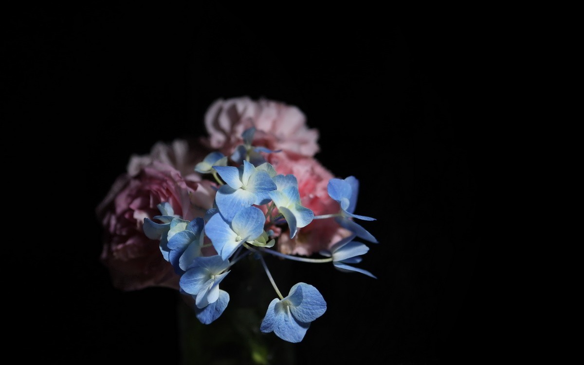 天气不好拍拍插花