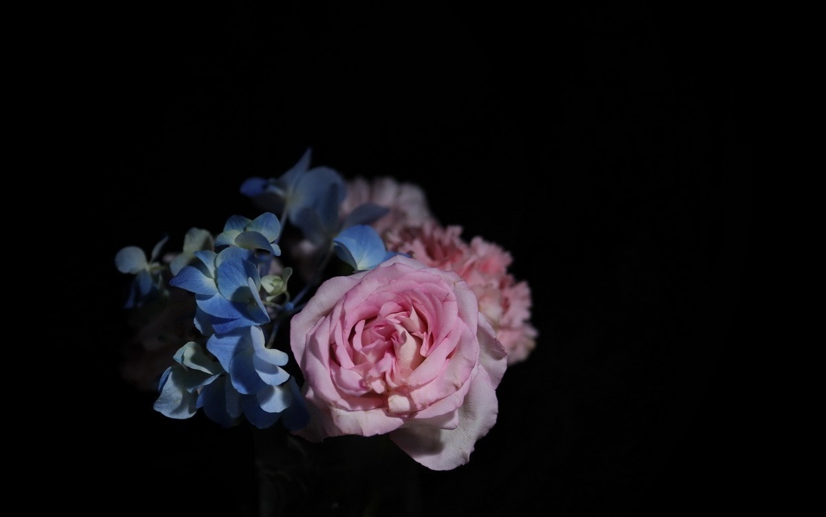 天气不好拍拍插花