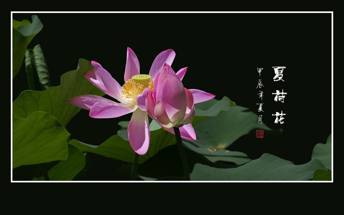 娇羞粉嫩的夏荷花