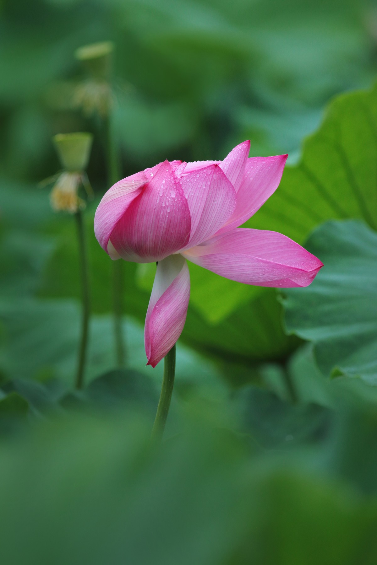 一枝荷花娇欲语