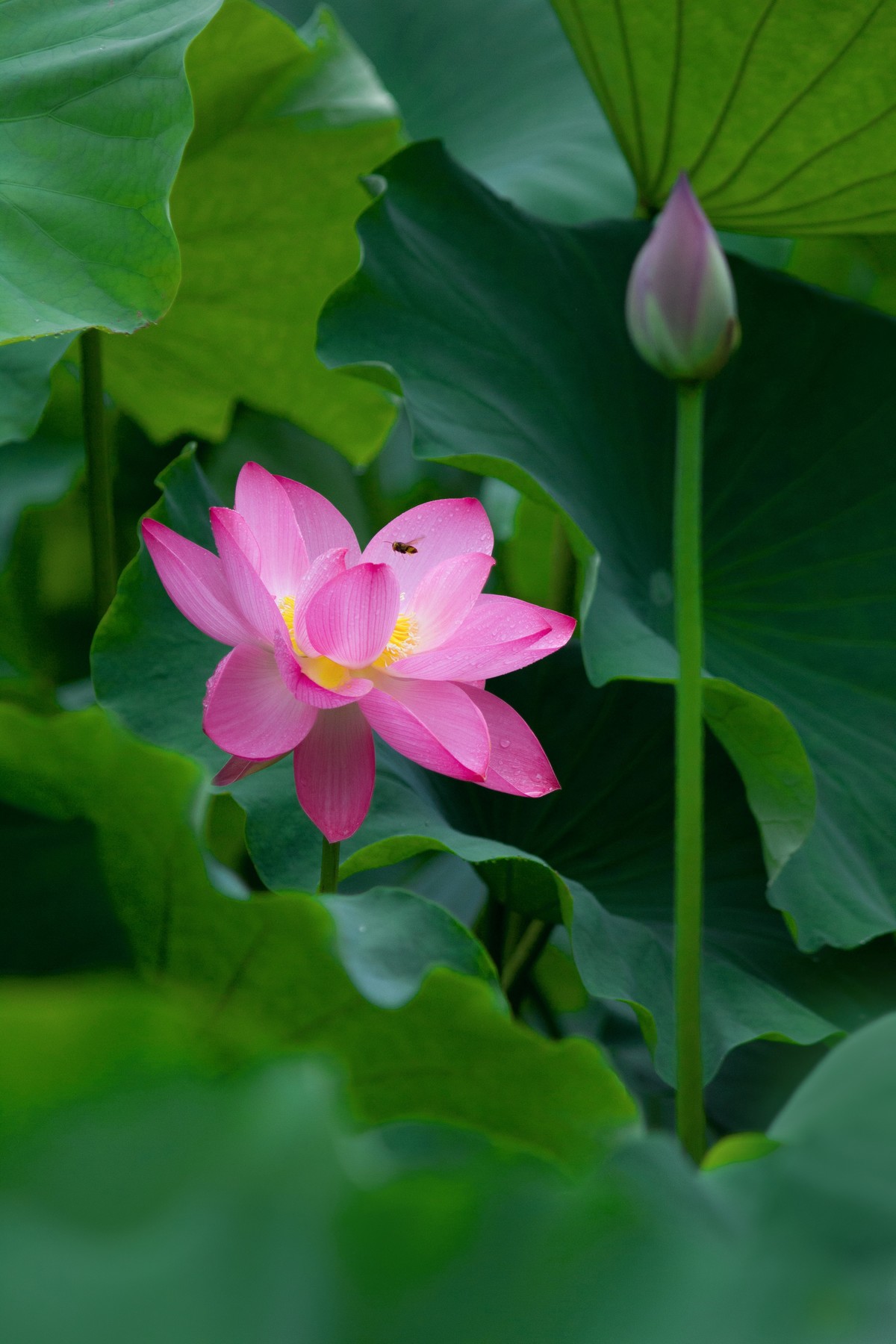 一枝荷花娇欲语