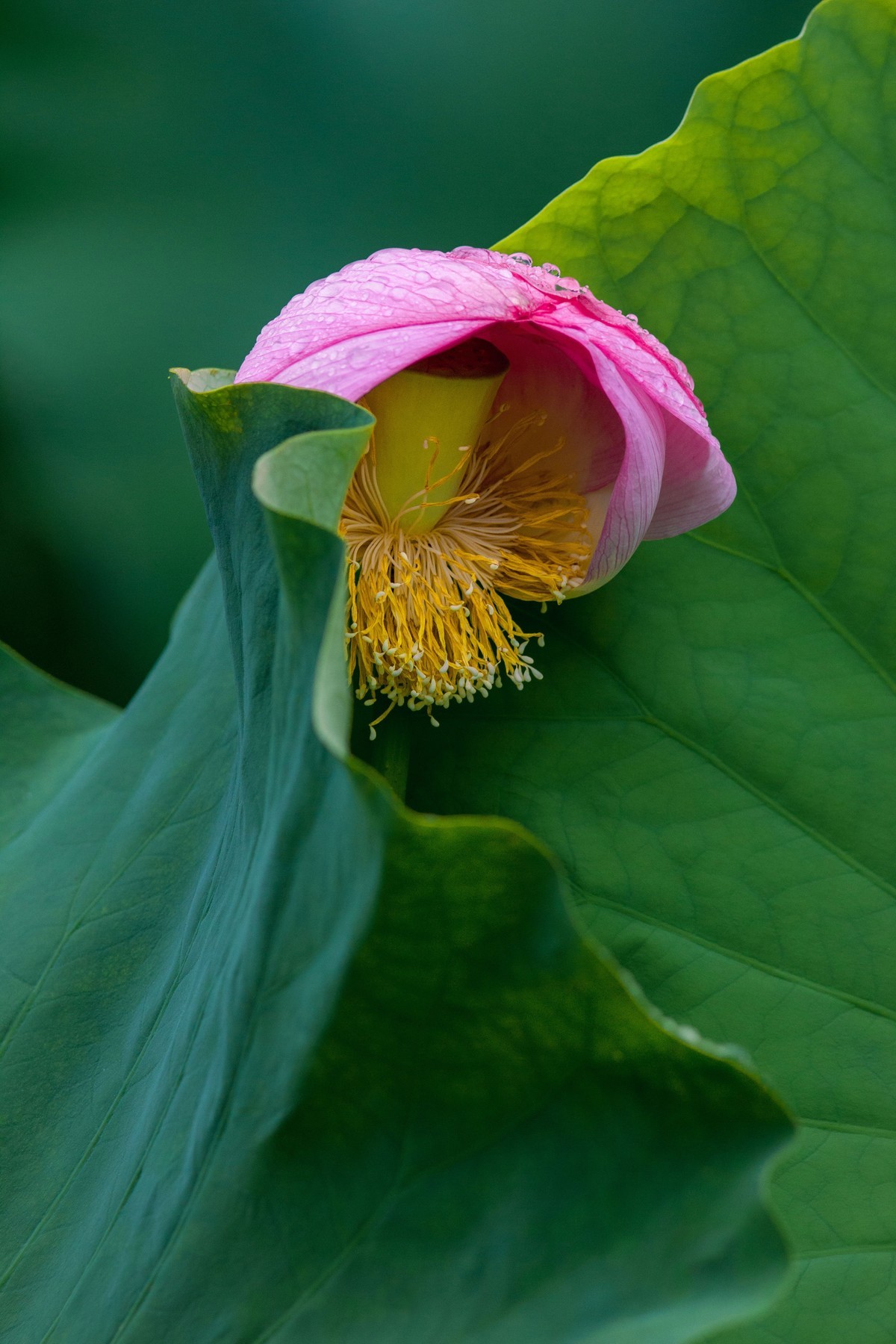 一枝荷花娇欲语