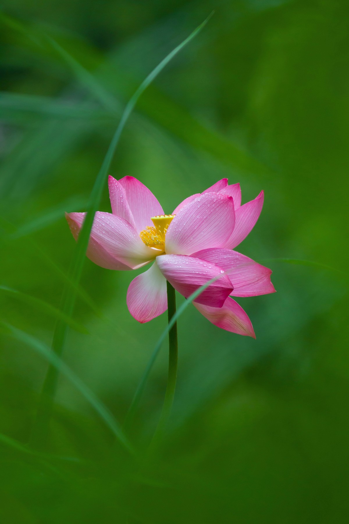 一枝荷花娇欲语